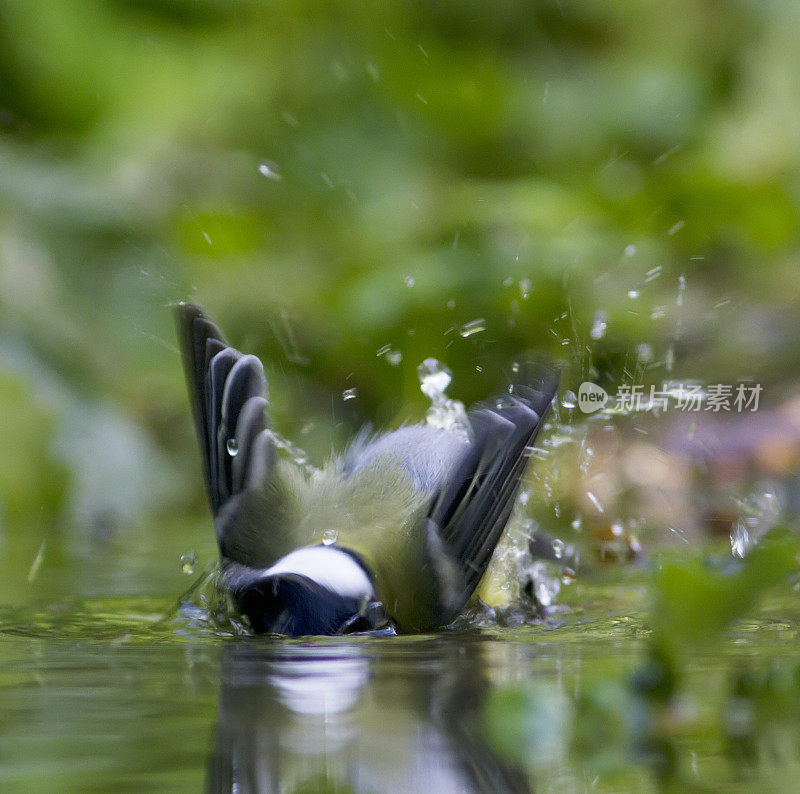 大山雀(Parus major)洗澡